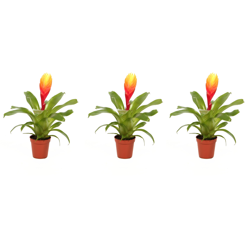 Sabia de foc - Set de 3 - Tillandsia Vriesea 'Dorado' - Înălțime 15-25cm - ø7cm