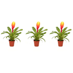 Sabia de foc - Set de 3 - Tillandsia Vriesea 'Dorado' - Înălțime 15-25cm - ø7cm