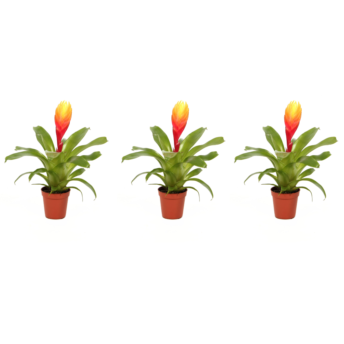 Sabia de foc - Set de 3 - Tillandsia Vriesea 'Dorado' - Înălțime 15-25cm - ø7cm