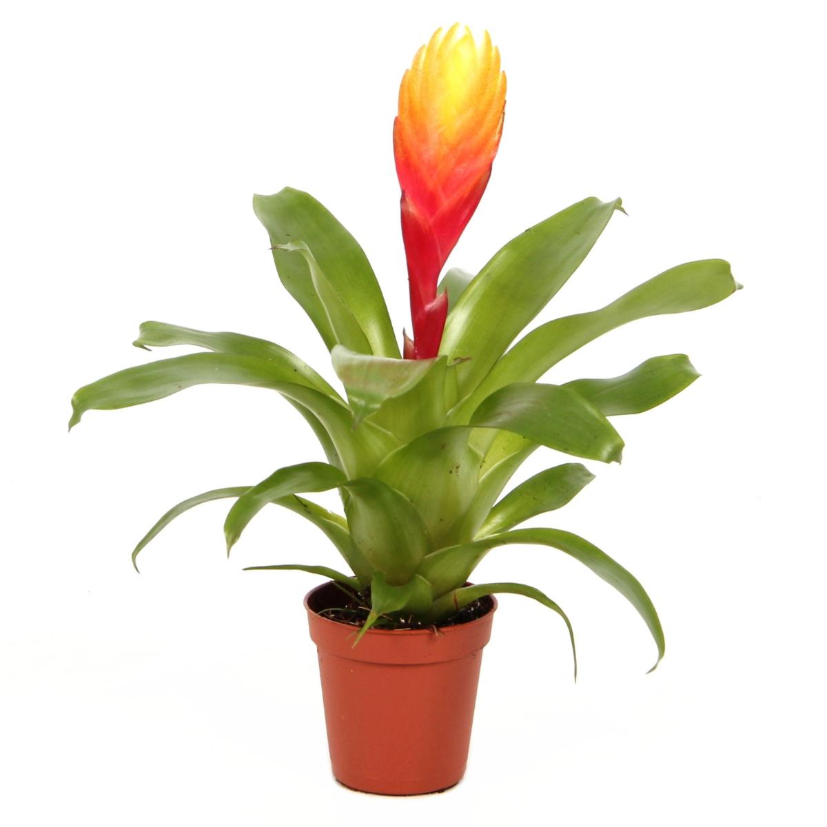 Sabia de foc - Set de 3 - Tillandsia Vriesea 'Dorado' - Înălțime 15-25cm - ø7cm