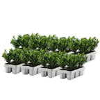 Laur japonez - 48 buc - Ilex crenata 'Jenny' - Înălţime 10-20cm - ⌀9cm