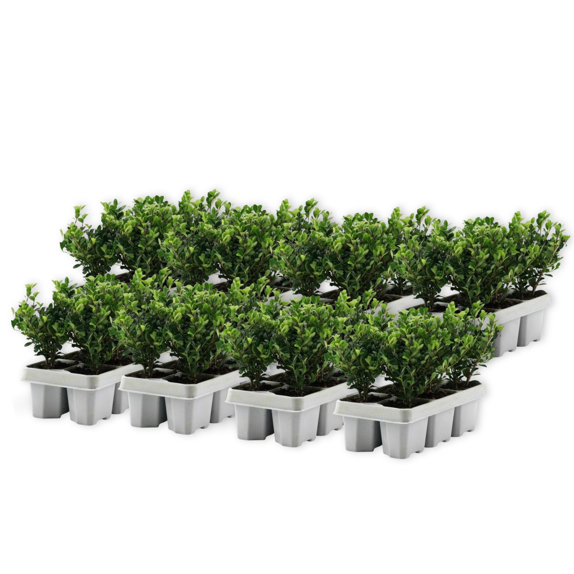 Laur japonez - 48 buc - Ilex crenata 'Jenny' - Înălţime 10-20cm - ⌀9cm