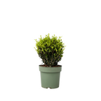 Laur japonez - Ilex crenata 'Jenny' - Înălţime 30-40cm - ⌀17cm
