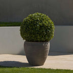 Laur japonez - Ilex crenata 'Jenny' - Înălţime 30-40cm - ⌀17cm