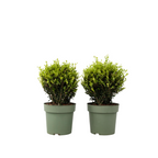 Laur japonez - Ilex crenata 'Jenny' - Înălţime 30-40cm - ⌀17cm