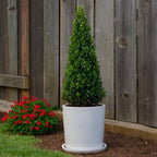 Laur japonez - 2 buc - Ilex crenata 'Jenny' - Înălţime 55-65cm - ⌀21cm
