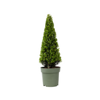 Laur japonez - Ilex crenata 'Jenny' - Înălţime 55-65cm - ⌀21cm