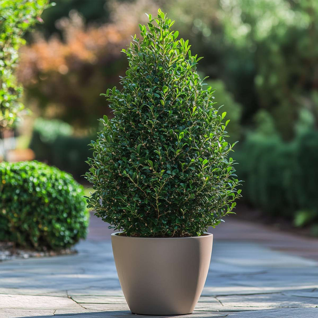 Laur japonez - 2 buc - Ilex crenata 'Jenny' - Înălţime 55-65cm - ⌀21cm