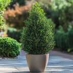 Laur japonez - 2 buc - Ilex crenata 'Jenny' - Înălţime 55-65cm - ⌀21cm