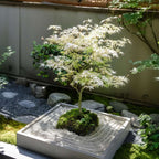 Arțar japonez - Acer palmatum 'Ukigumo' - Înălţime 50-60cm - ⌀19cm