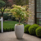 Arțar japonez - Acer palmatum 'Ukigumo' - Înălţime 50-60cm - ⌀19cm