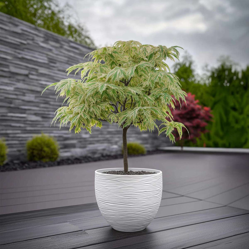 Arțar japonez - Acer palmatum 'Ukigumo' - Înălţime 50-60cm - ⌀19cm