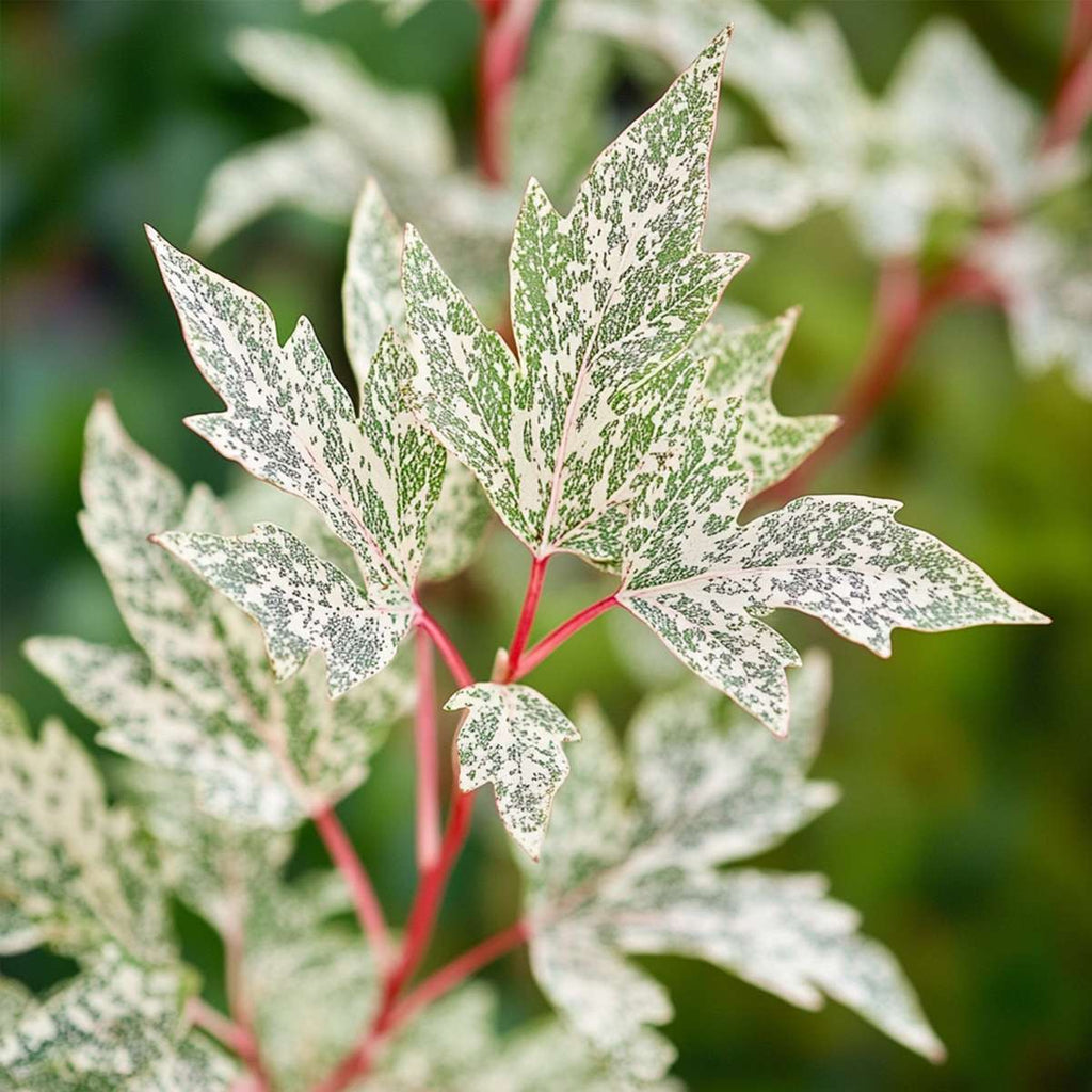 Arțar japonez - Acer palmatum 'Ukigumo' - Înălţime 50-60cm - ⌀19cm