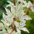 Arțar japonez - Acer palmatum 'Ukigumo' - Înălţime 50-60cm - ⌀19cm