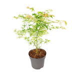 Arțar japonez - Acer palmatum 'Ukigumo' - Înălţime 50-60cm - ⌀19cm