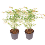 Arțar japonez - 2 buc - Acer palmatum 'Ukigumo' - Înălţime 50-60cm - ⌀19cm