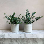 Eucalipt - 2 buc - Eucalyptus 'Pulverulenta' - Înălţime 25-40cm - ⌀13cm