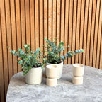 Eucalipt - 2 buc - Eucalyptus 'Pulverulenta' - Înălţime 25-40cm - ⌀13cm