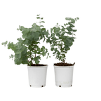 Eucalipt - 2 buc - Eucalyptus 'Pulverulenta' - Înălţime 25-40cm - ⌀13cm