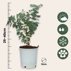 Eucalipt - 2 buc - Eucalyptus 'Pulverulenta' - Înălţime 25-40cm - ⌀13cm