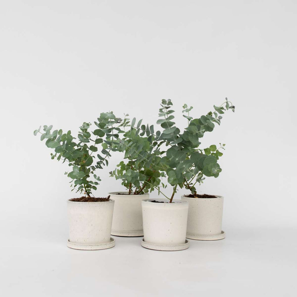 Eucalipt - 6 buc - Eucalyptus 'Pulverulenta' - Înălţime 25-40cm - ⌀12cm