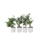 Eucalipt - 6 buc - Eucalyptus 'Pulverulenta' - Înălţime 25-40cm - ⌀12cm