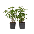 Hortensie - 2 buc - Hydrangea 'Strong Annabelle' - Înălţime 30-40cm - ⌀19cm