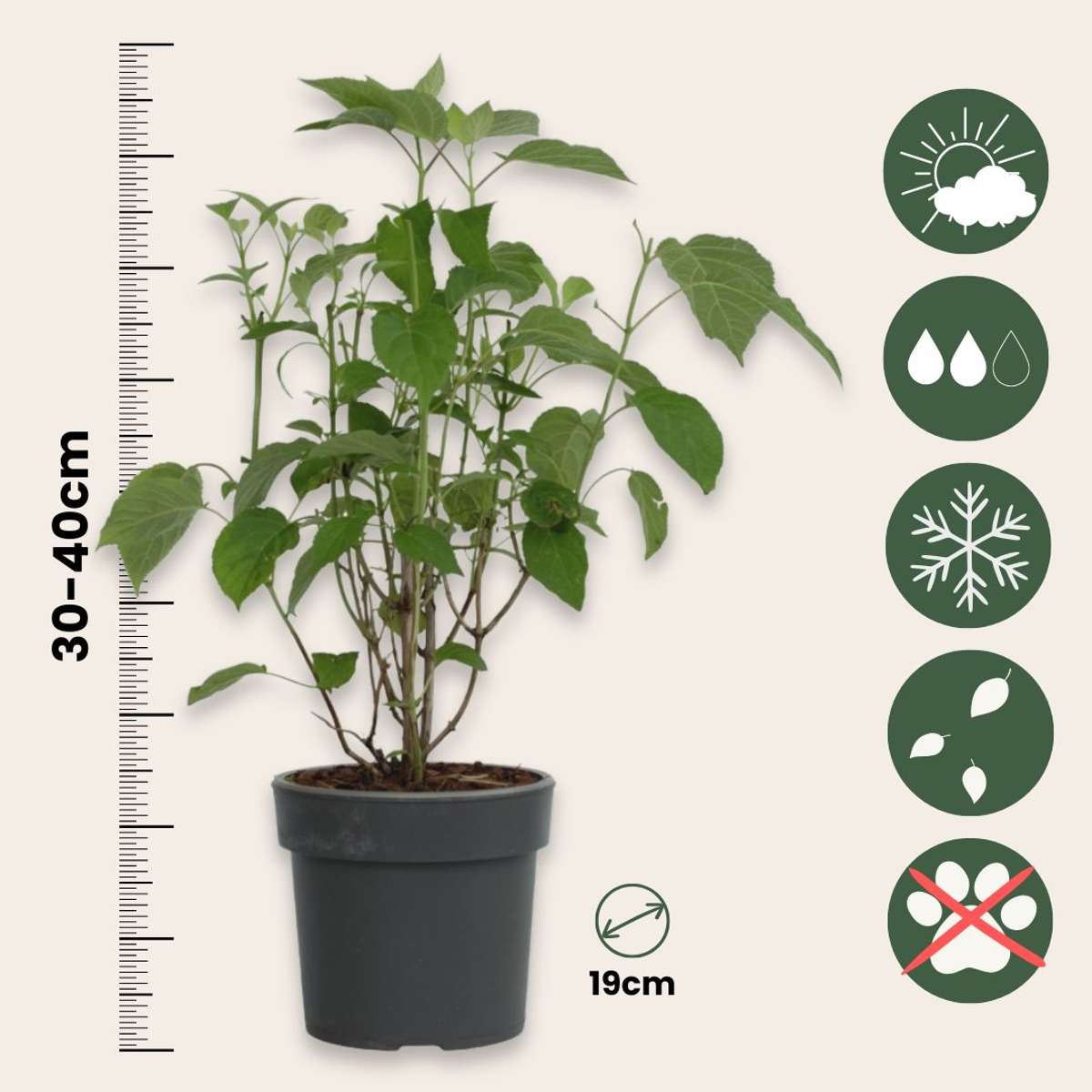 Hortensie - 2 buc - Hydrangea 'Strong Annabelle' - Înălţime 30-40cm - ⌀19cm