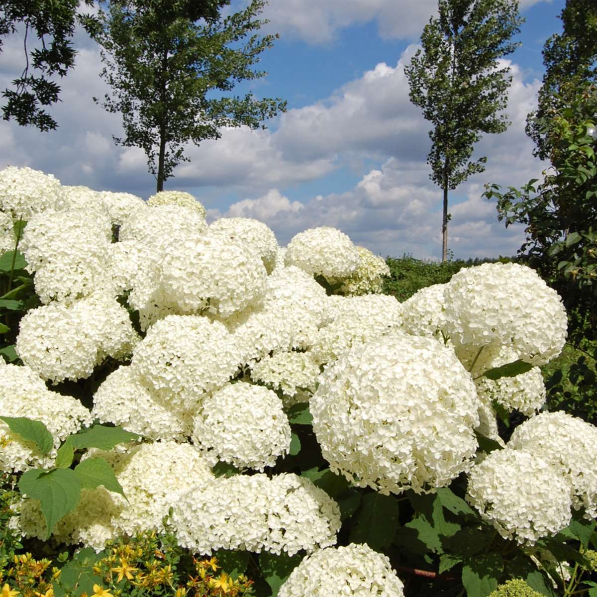 Hortensie - 3 buc - Hydrangea 'Strong Annabelle' - Înălţime 30-40cm - ⌀19cm