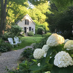 Hortensie - 3 buc - Hydrangea 'Strong Annabelle' - Înălţime 30-40cm - ⌀19cm