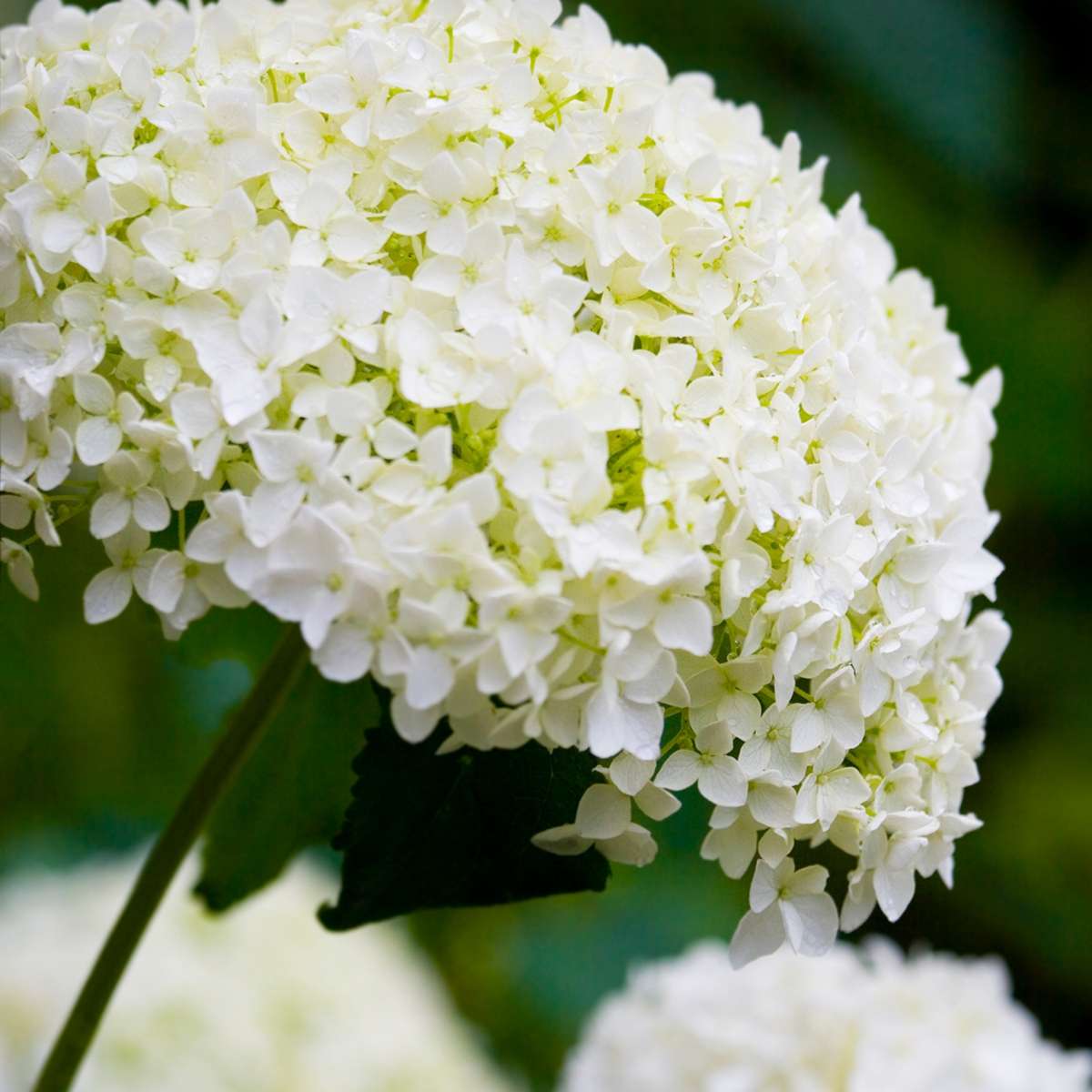 Hortensie - 3 buc - Hydrangea 'Strong Annabelle' - Înălţime 30-40cm - ⌀19cm