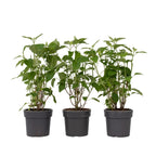 Hortensie - 3 buc - Hydrangea 'Strong Annabelle' - Înălţime 30-40cm - ⌀19cm