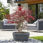Arțar japonez - Acer palmatum 'Starfish' - Înălţime 60-70cm - ⌀19cm