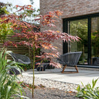 Arțar japonez - 2 buc - Acer palmatum 'Starfish' - Înălţime 60-70cm - ⌀19cm