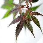 Arțar japonez - 2 buc - Acer palmatum 'Starfish' - Înălţime 60-70cm - ⌀19cm