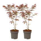 Arțar japonez - 2 buc - Acer palmatum 'Starfish' - Înălţime 60-70cm - ⌀19cm