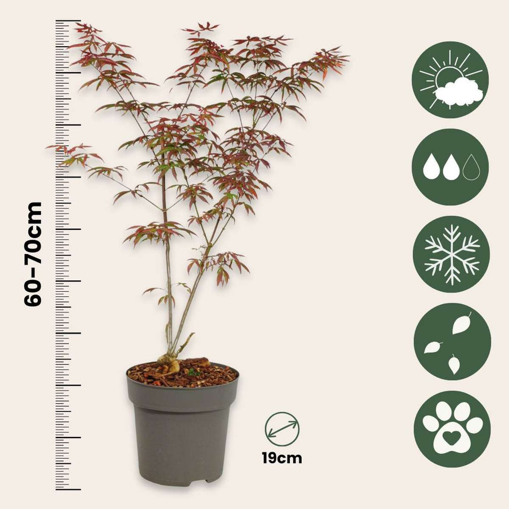Arțar japonez - 2 buc - Acer palmatum 'Starfish' - Înălţime 60-70cm - ⌀19cm