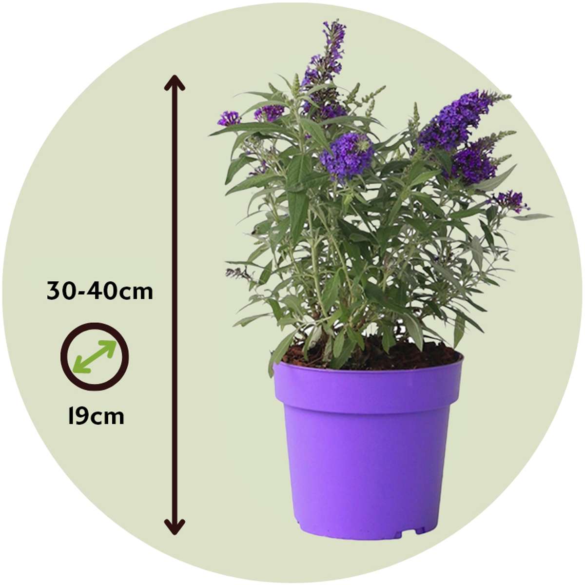 Buddleia - 2 buc - Buddleja davidii 'Candy' - Înălţime 30-40cm - ⌀19cm