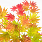Arțar japonez - 2 buc - Acer palmatum 'Moonrise' - Înălţime 40-50cm - ⌀19cm
