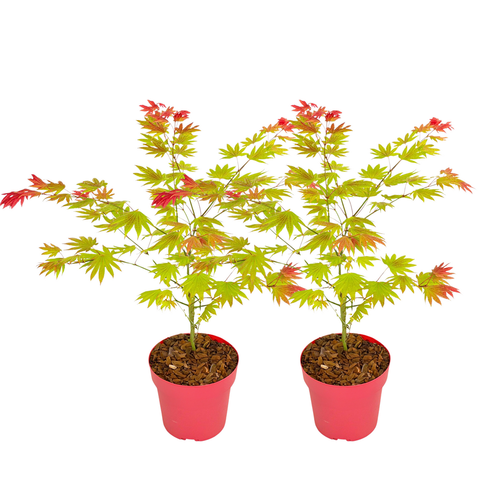 Arțar japonez - 2 buc - Acer palmatum 'Moonrise' - Înălţime 40-50cm - ⌀19cm