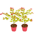 Arțar japonez - 2 buc - Acer palmatum 'Moonrise' - Înălţime 40-50cm - ⌀19cm
