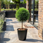 Coconar - Pinus 'Summer Breeze' - Înălţime 70-80cm - ⌀24cm