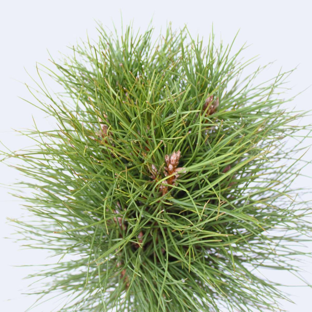 Coconar - Pinus 'Summer Breeze' - Înălţime 70-80cm - ⌀24cm