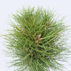 Coconar - Pinus 'Summer Breeze' - Înălţime 70-80cm - ⌀24cm