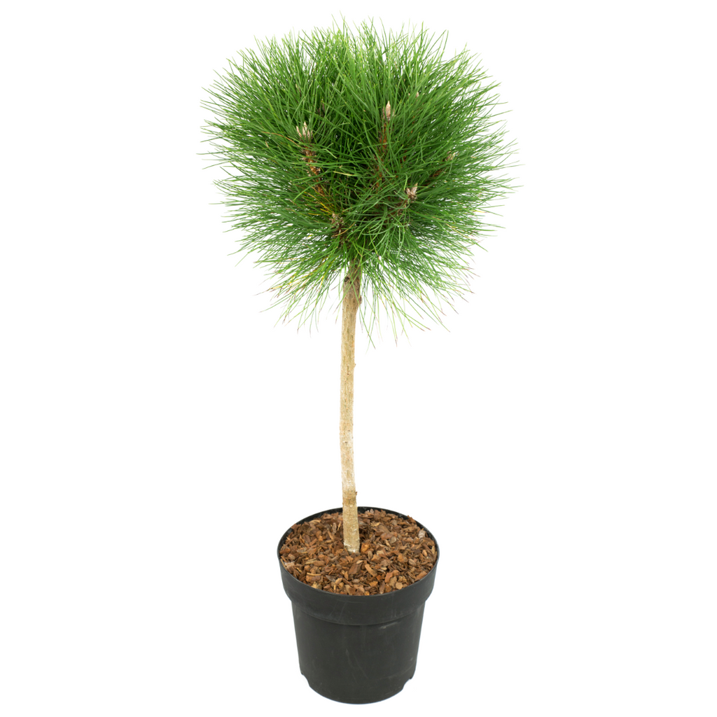 Coconar - Pinus 'Summer Breeze' - Înălţime 70-80cm - ⌀24cm