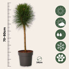 Coconar - Pinus 'Summer Breeze' - Înălţime 70-80cm - ⌀24cm