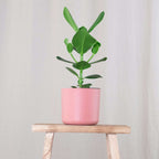 Clusia major - Clusia rosea 'Princess' - Înălţime 25-35cm - ⌀12cm