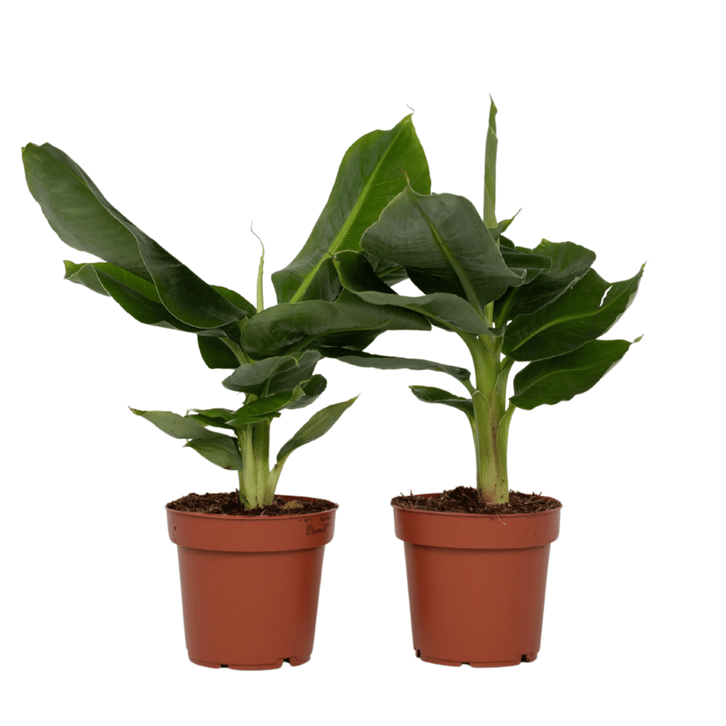 Bananier pitic - 2 buc - Musa 'Oriental Dwarf' - Înălţime 25-40cm - ⌀12cm