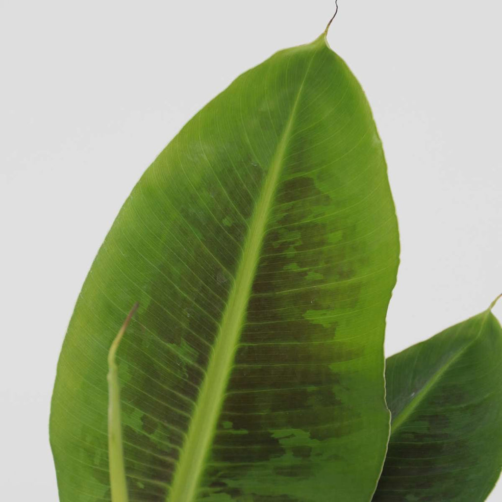 Bananier pitic - 4 buc - Musa 'Oriental Dwarf' - Înălţime 25-40cm - ⌀12cm