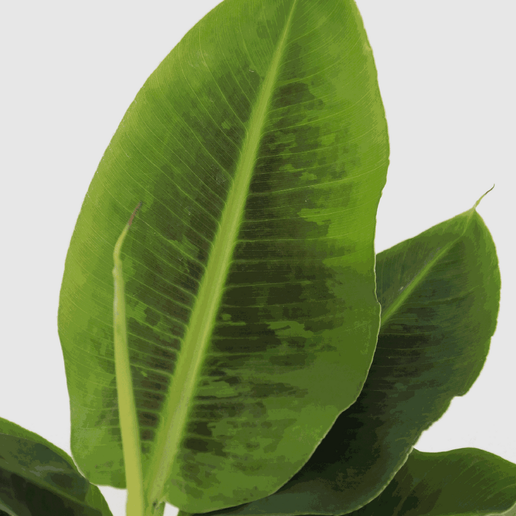 Bananier pitic - Musa 'Oriental Dwarf' - Inaltime 25-40cm - ⌀12cm